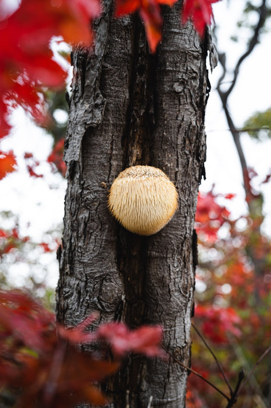 Hericium Erinaceus
