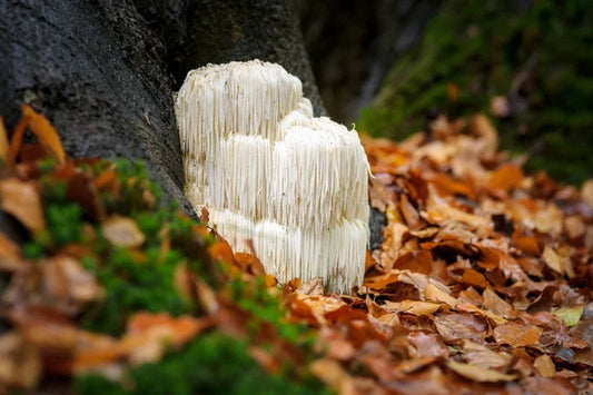 Ontdek de Magie van Lions Mane Paddenstoel