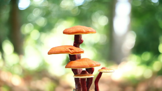 De Ultieme Gids voor Reishi Paddenstoelen: Geschiedenis, Werking en Alles Wat Je Moet Weten