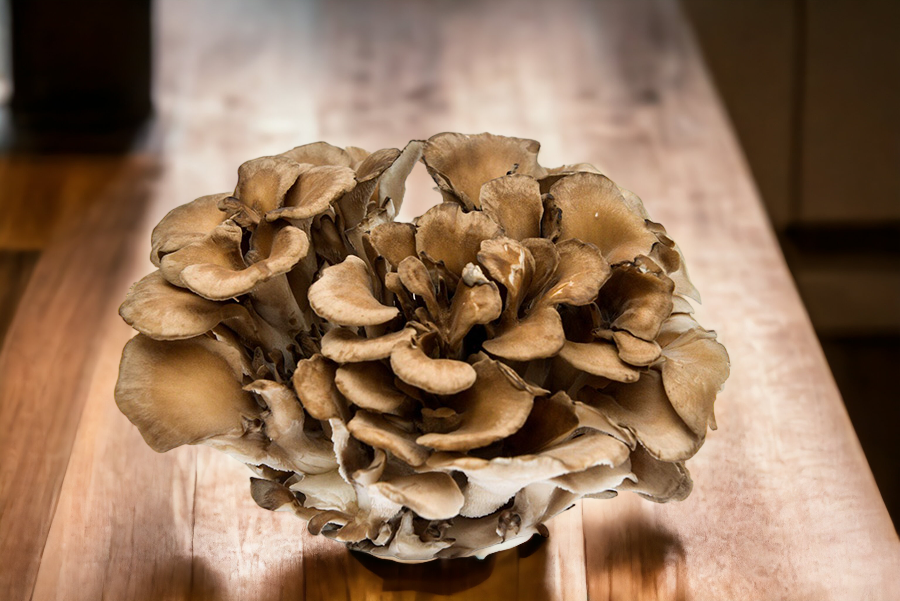 Maitake kopen Fungi Shop